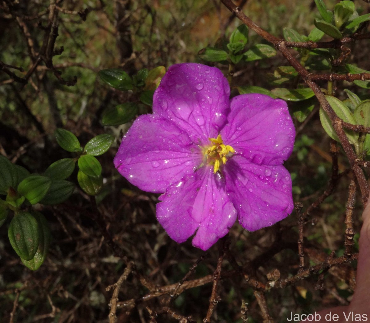 Osbeckia walkeri Arn.